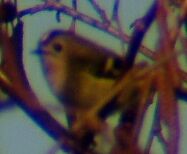 A Goldcrest (pic: Andy Mabbett)