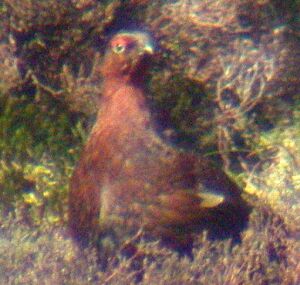 Male Red Grouse (pic: Andy Mabbett)