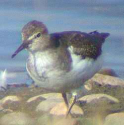 Sandpiper (pic: Andy Mabbett)