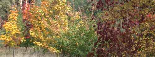 Autumn tints at Coombe Abbey (pic: Andy Mabbett)