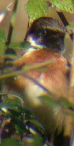 A Male Stonechat (pic: Andy Mabbett)