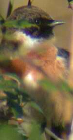 The same male Stonechat (pic: Andy Mabbett)