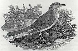 Image: Thomas Bewick's 1797 engraving of a Nightingale