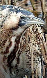 Bittern