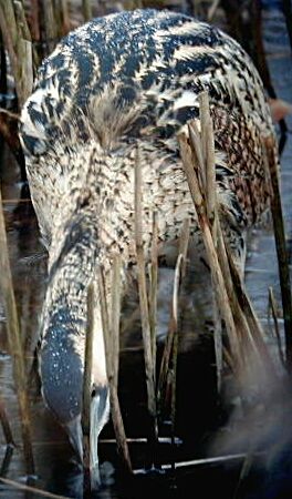 Bittern