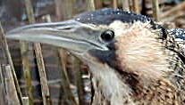 Bittern