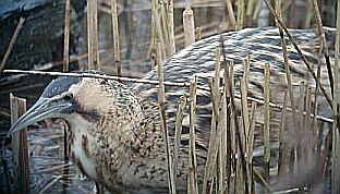 Bittern