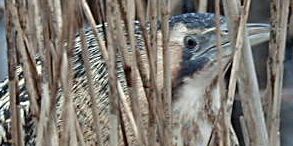 Bittern