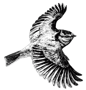 Blue Tit sketch by Mike Langman