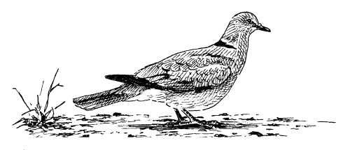 Collared Dove