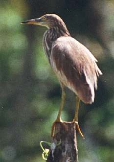 Indian Pond Heron, copyright Cliff Buckton
