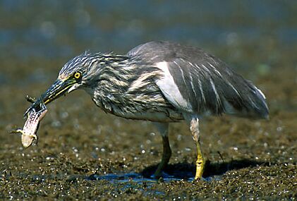 Indian Pond Heron, copyright Vijay Cavale