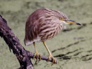 Indian Pond Heron, copyright Tony Coatsworth
