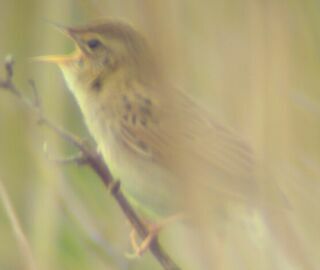 Grasshopper Warbler. Pic by Andy Mabbett
