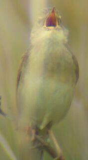 Grasshopper Warbler, again. Pic by Andy Mabbett