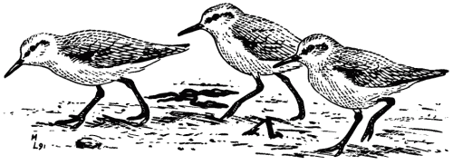 sanderling sketch by Mike Langham